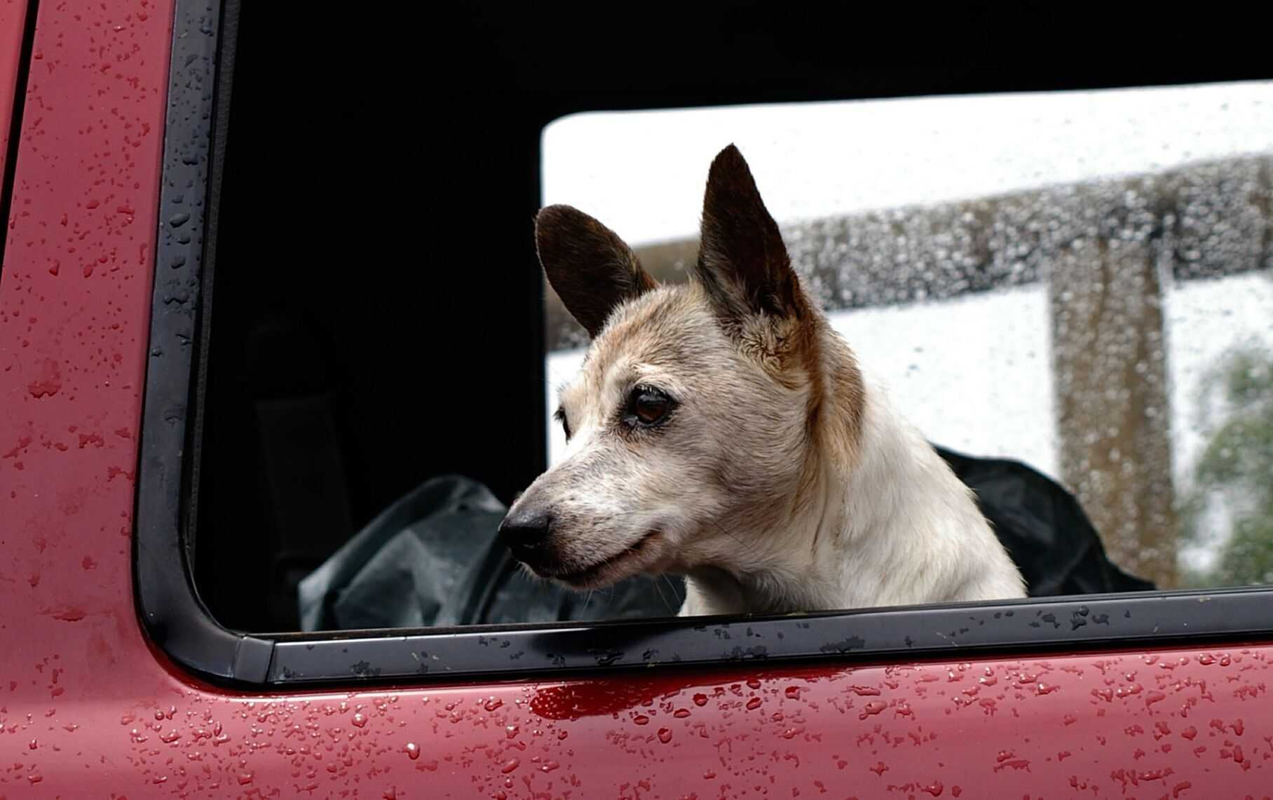 Before you go, practice driving your dog around especially if they're not used to it.
